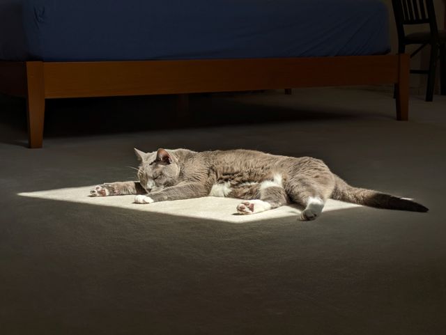 meow!