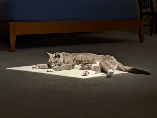 meow!