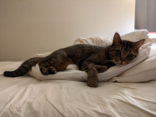 sleepy cat