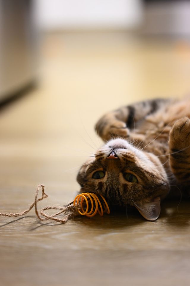 upside-down cat